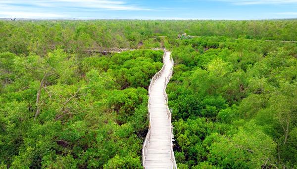 Dự Án Rừng Ngập Mặn Dragon Mangrove Forest KLD Đồi Rồng